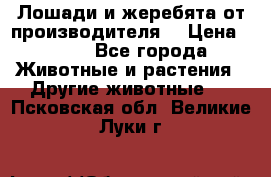 Лошади и жеребята от производителя. › Цена ­ 120 - Все города Животные и растения » Другие животные   . Псковская обл.,Великие Луки г.